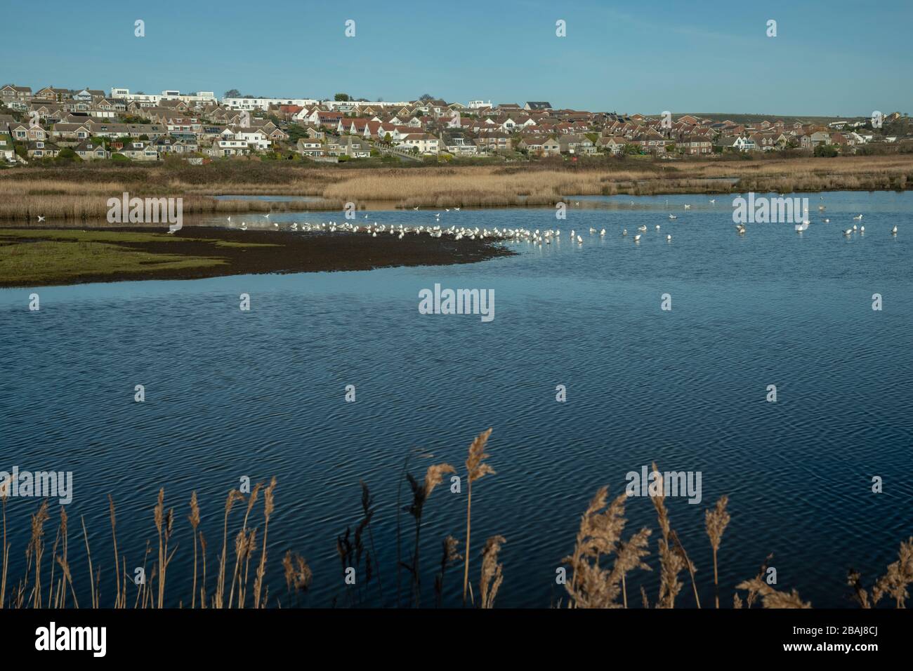 Lagune und Schilf im Lodmoor RSPB Reserve, in Weymouth, Dorset. Stockfoto