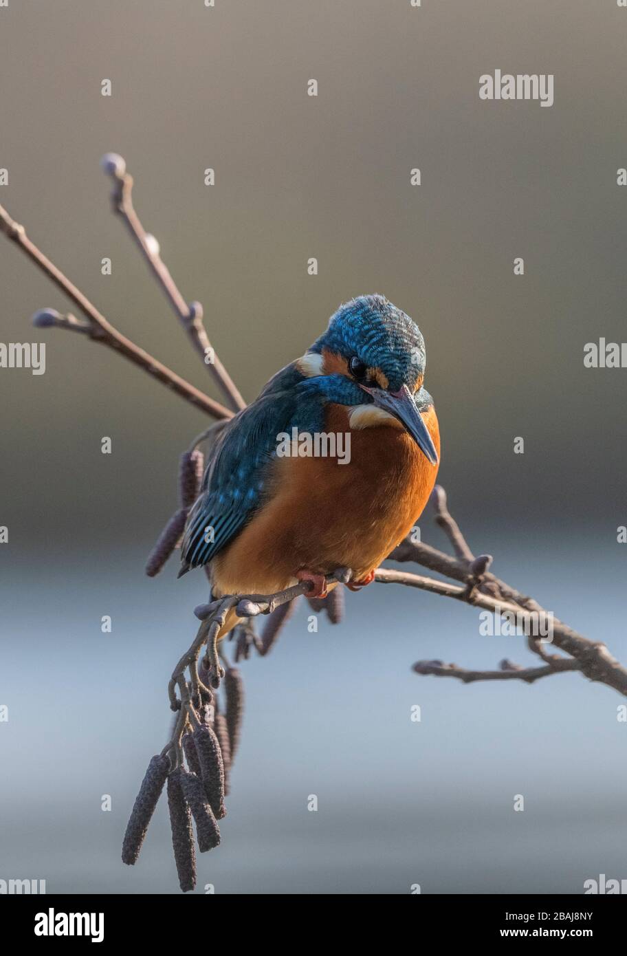 Gemeinsamer Eisvogel, Alcedo atthis, in Erlen gehüpft, überhängender See. Blashford, Hampshire. Stockfoto