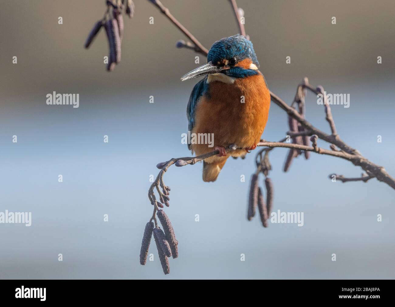 Gemeinsamer Eisvogel, Alcedo atthis, in Erlen gehüpft, überhängender See. Blashford, Hampshire. Stockfoto