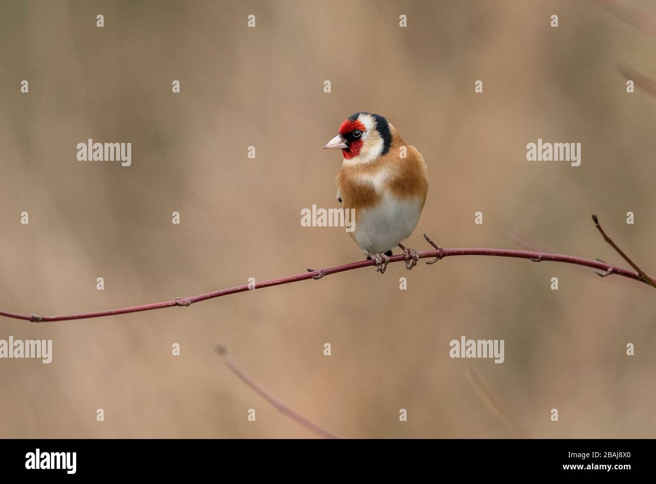 Goldfinch, Carduelis Carduelis, im Winter auf der Ast. Stockfoto