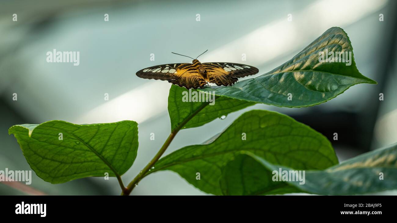 clipper (Parthenos sylvia) tropischer Schmetterling sitzend flach auf großem Blatt, tierisches Insektenmakro geöffnet Stockfoto