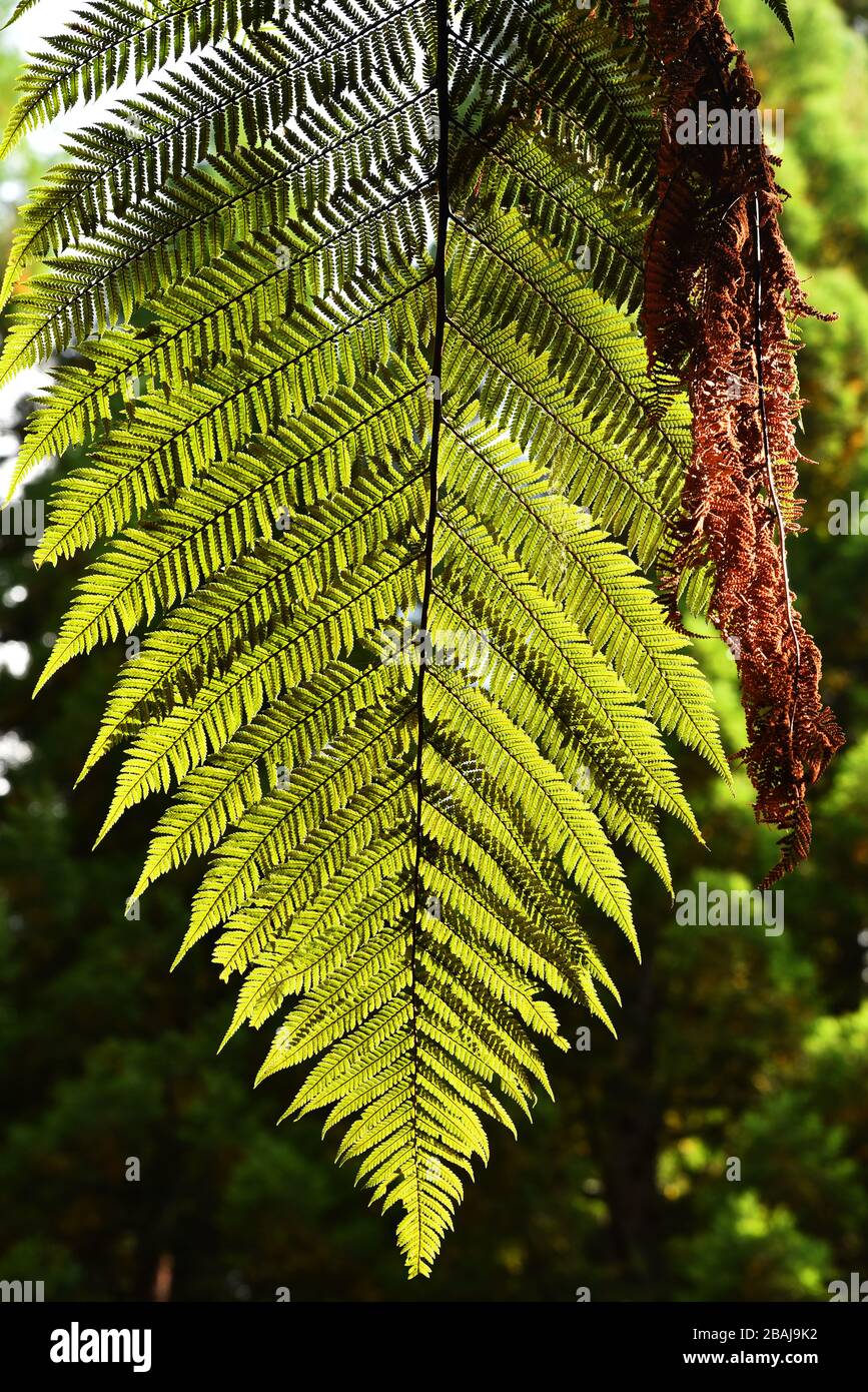farnblatt, Symbol neuseelands, Stockfoto