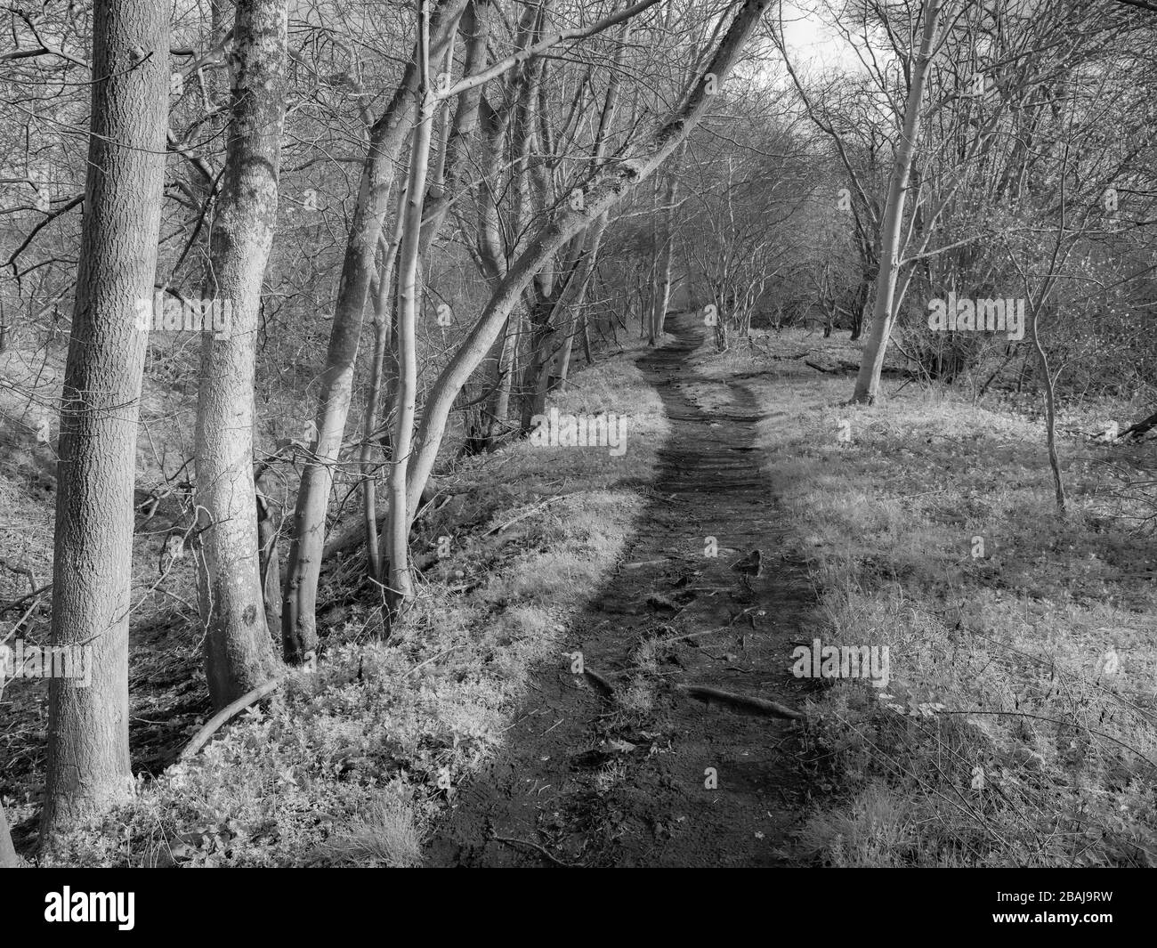 Ridgeway National Trail, Black and White Landscape, Chiltern Hills, Nuffield, Oxfordshire, England, Großbritannien, GB. Stockfoto