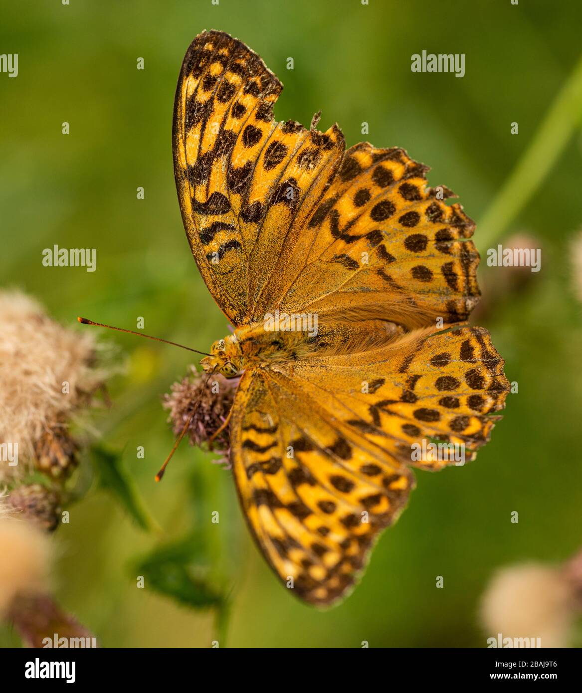 Orange-brauner Schmetterling silbergewaschene Fritillerie (Argynnis paphia) auf Distelblüten sitzend, tierisches Insektenmakro Stockfoto