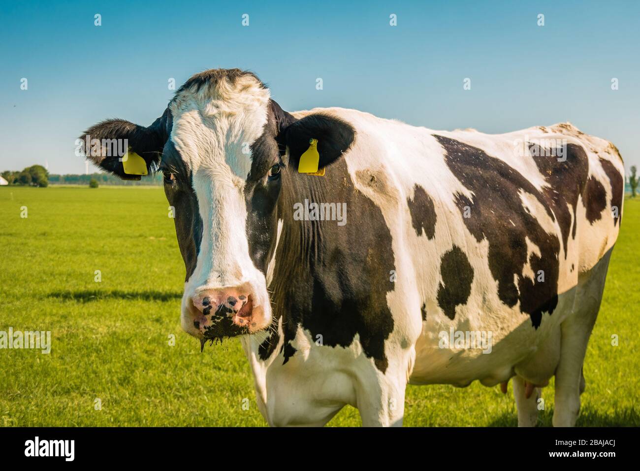 Niederländische Kühgruppe auf der Wiese im Noordoostpolder Flevoland während des Frühlings in den Niederlanden Stockfoto