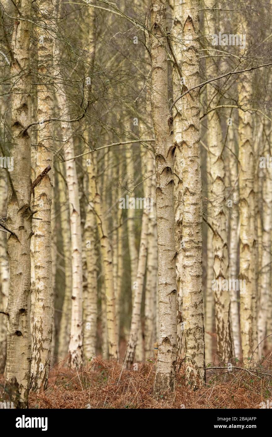 Silberbirke, Betula Pendula Wald im Winter, Purbeck, Dorset. Stockfoto