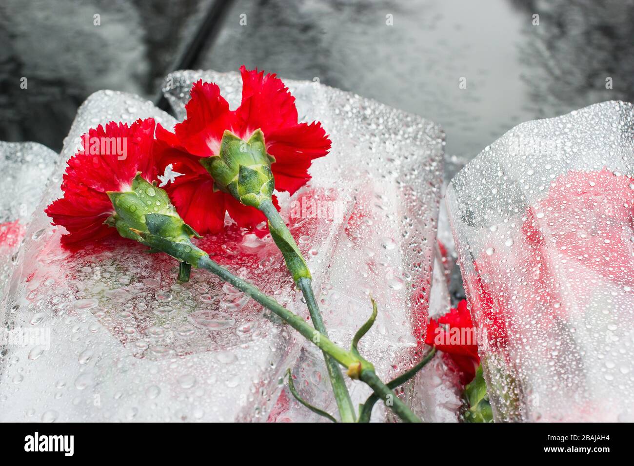 Rote Nelken lagen auf der dunklen Marmorplatte Stockfoto