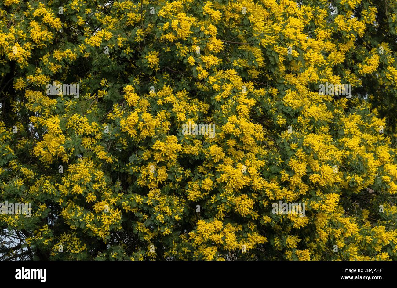 Mimosa, Acacia dealbata, im Spätwinter in Blume. Stockfoto