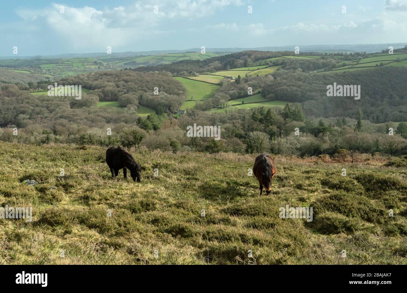 Dartmoor-Ponys weiden Moorflächen am Aish Tor im Südosten von Dartmoor. Stockfoto