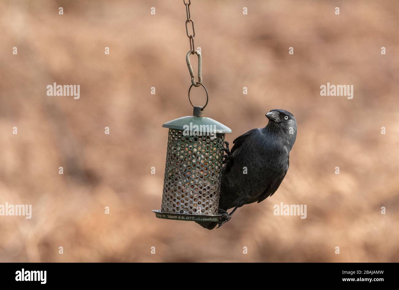 Jackdaw, Corvus monedula, Besuch von Gartenvogelzubringer Stockfoto
