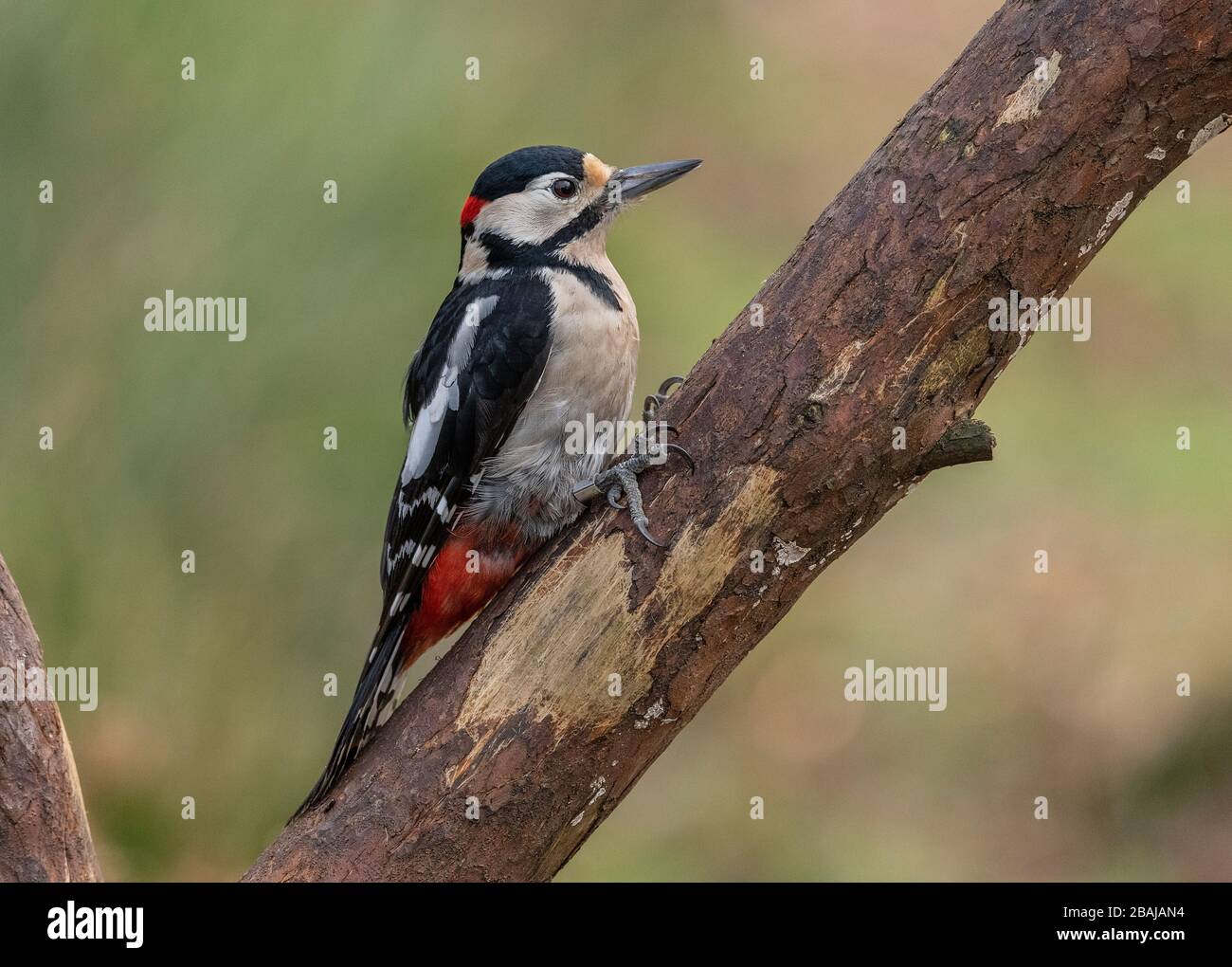 Great Spotted Specht, Dendrocopos Major, auf Gartenvogelzubringer, Dorset. Stockfoto