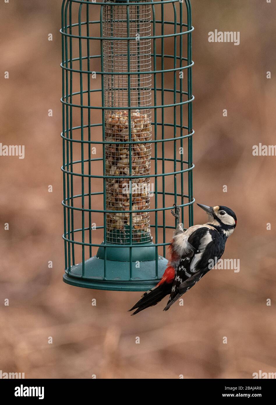 Great Spotted Specht, Dendrocopos Major, auf Gartenvogelzubringer, Dorset. Stockfoto