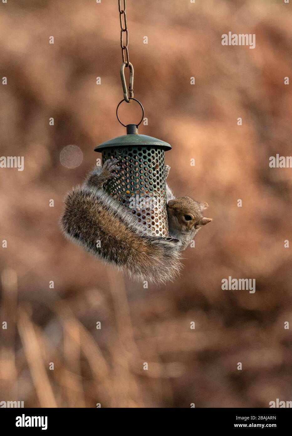 Grauhörnchen, Sciurus carolinensis, Fütterung am Gartenvogelzubringer Dorset. Stockfoto