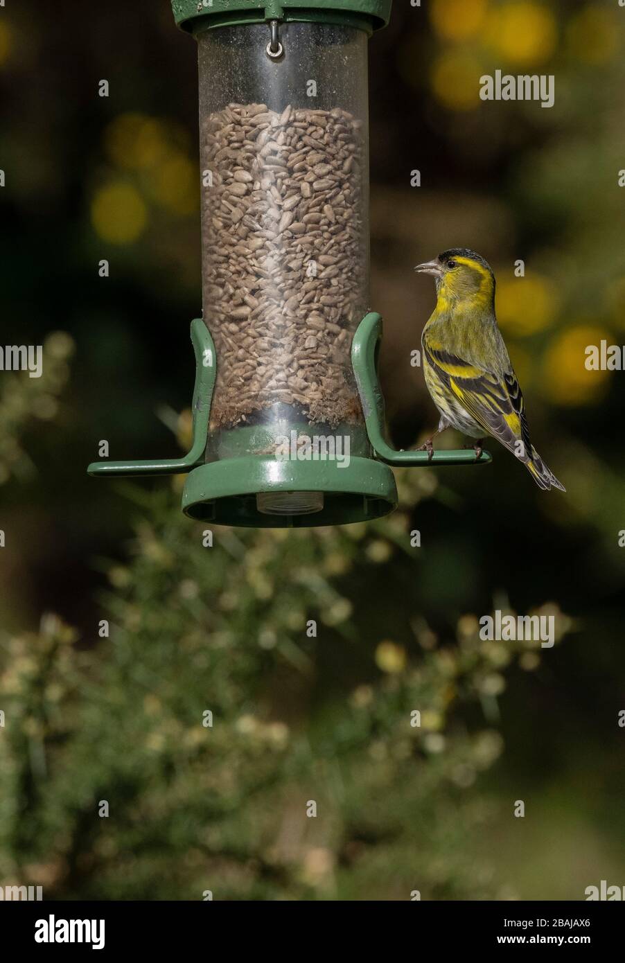 Männliche Siskin, Spinus Spinus, Fütterung am Gartenvogelzubringer Dorset. Stockfoto