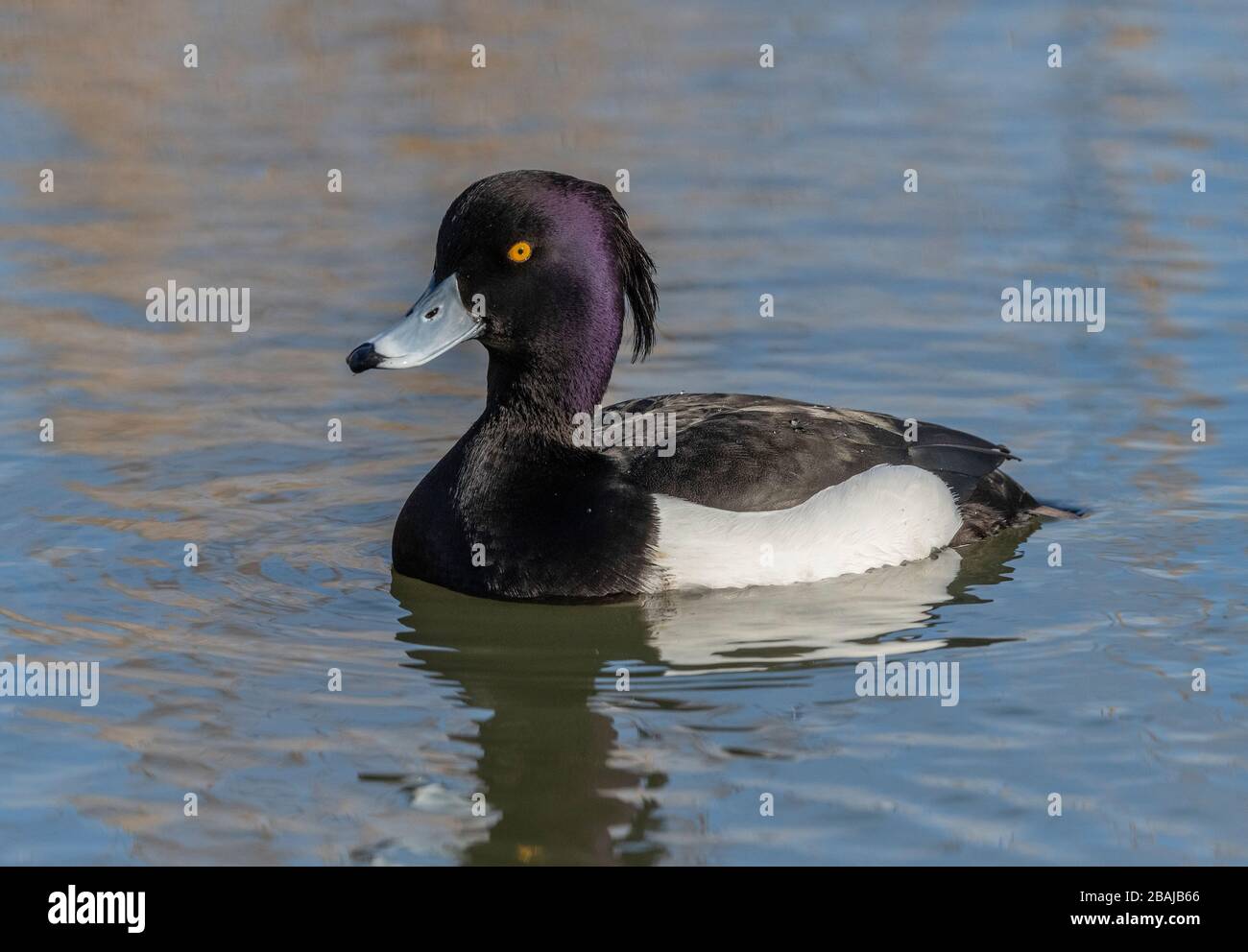 Männlich Tufted Duck, Aythya fuligula, im Frühjahr Schwimmen am Küstensee, Radipole, Dorset. Stockfoto