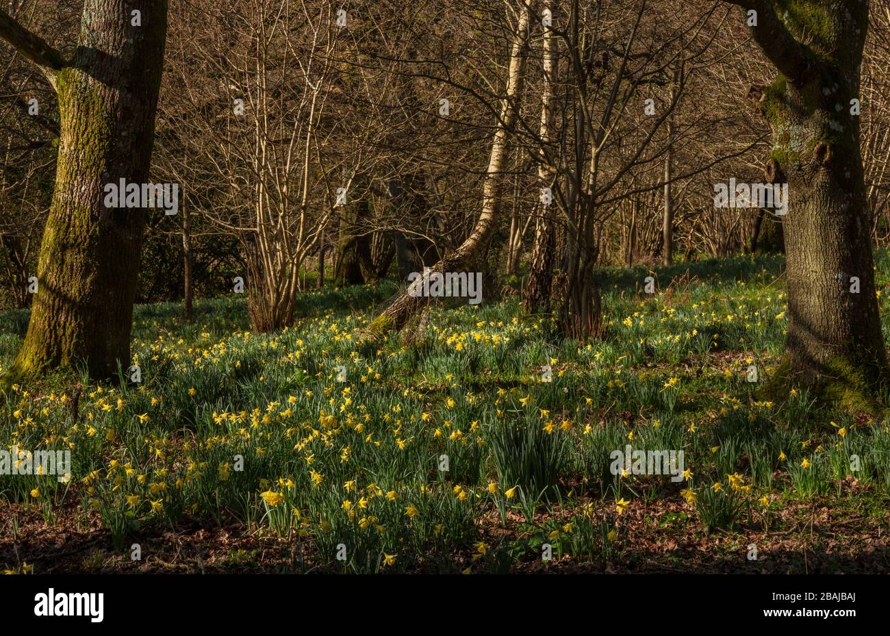 Wild Daffodils, Narcissus pseudonarcissus ssp. Pseudonarcissus, in Tanpits Coppice (Teil von Bere Stream SSSI), Dorset. Stockfoto