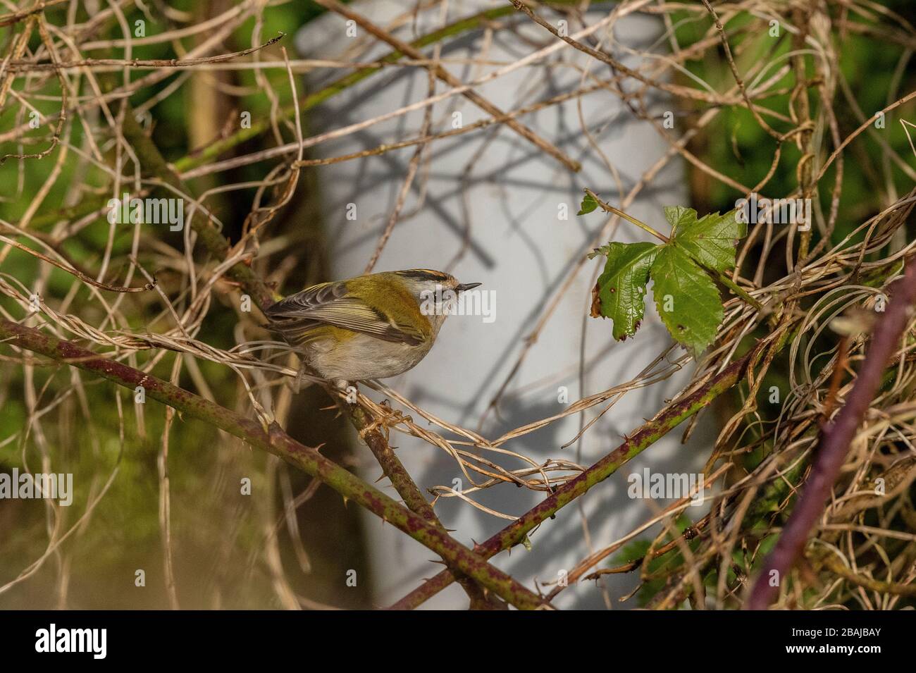 Gewöhnliche firekrest, Regulus ignicapilla, überwintert in einem Garten, Dorset. Stockfoto