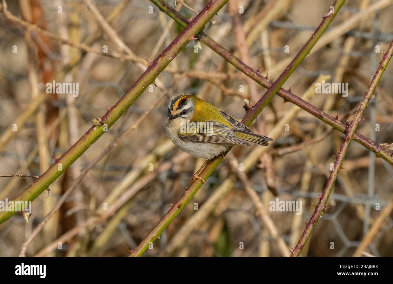 Gewöhnliche firekrest, Regulus ignicapilla, überwintert in einem Garten, Dorset. Stockfoto