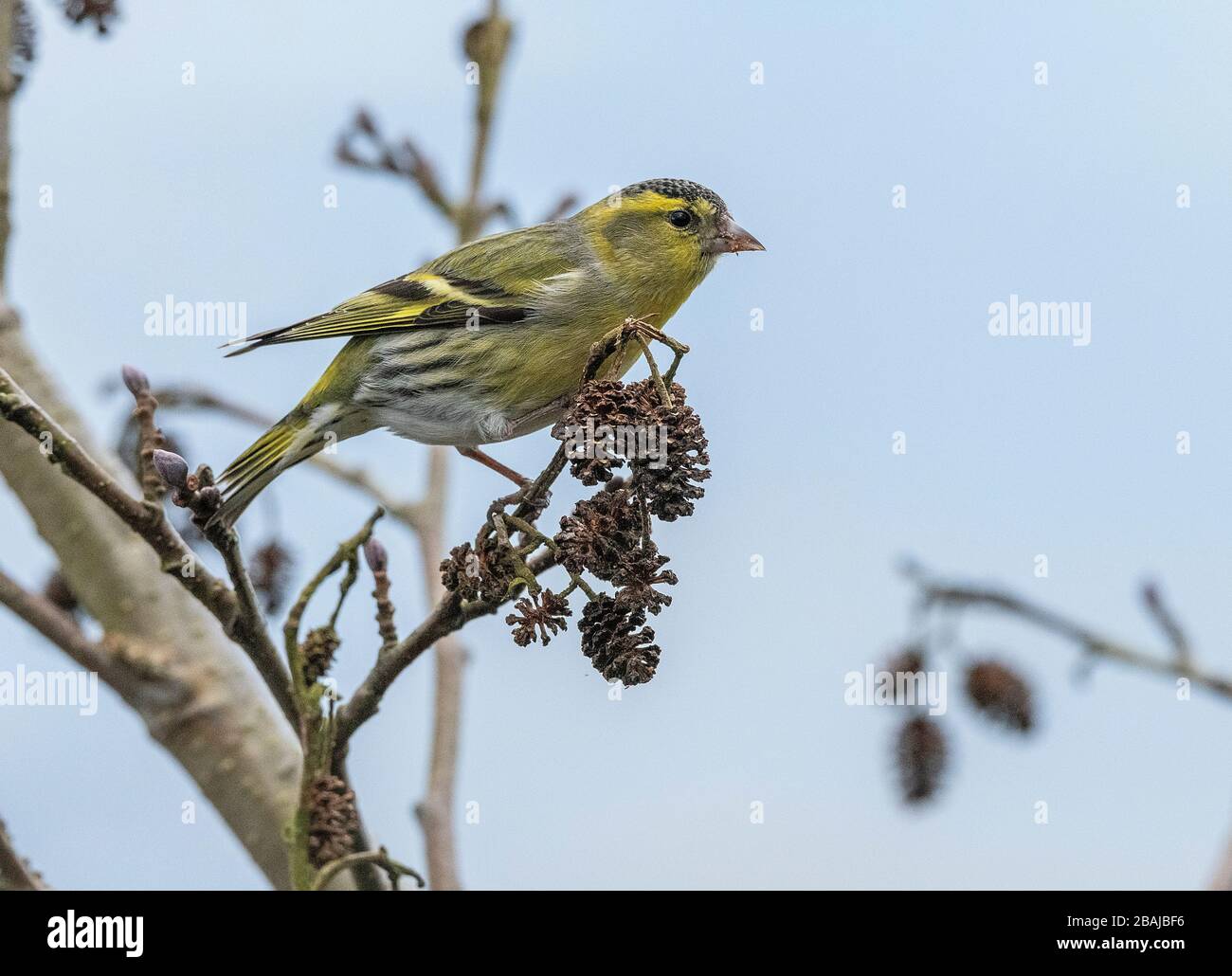 Männliche Siskin, Spinus Spinus, die sich im Spätwinter von Erlen ernähren. Hampshire. Stockfoto