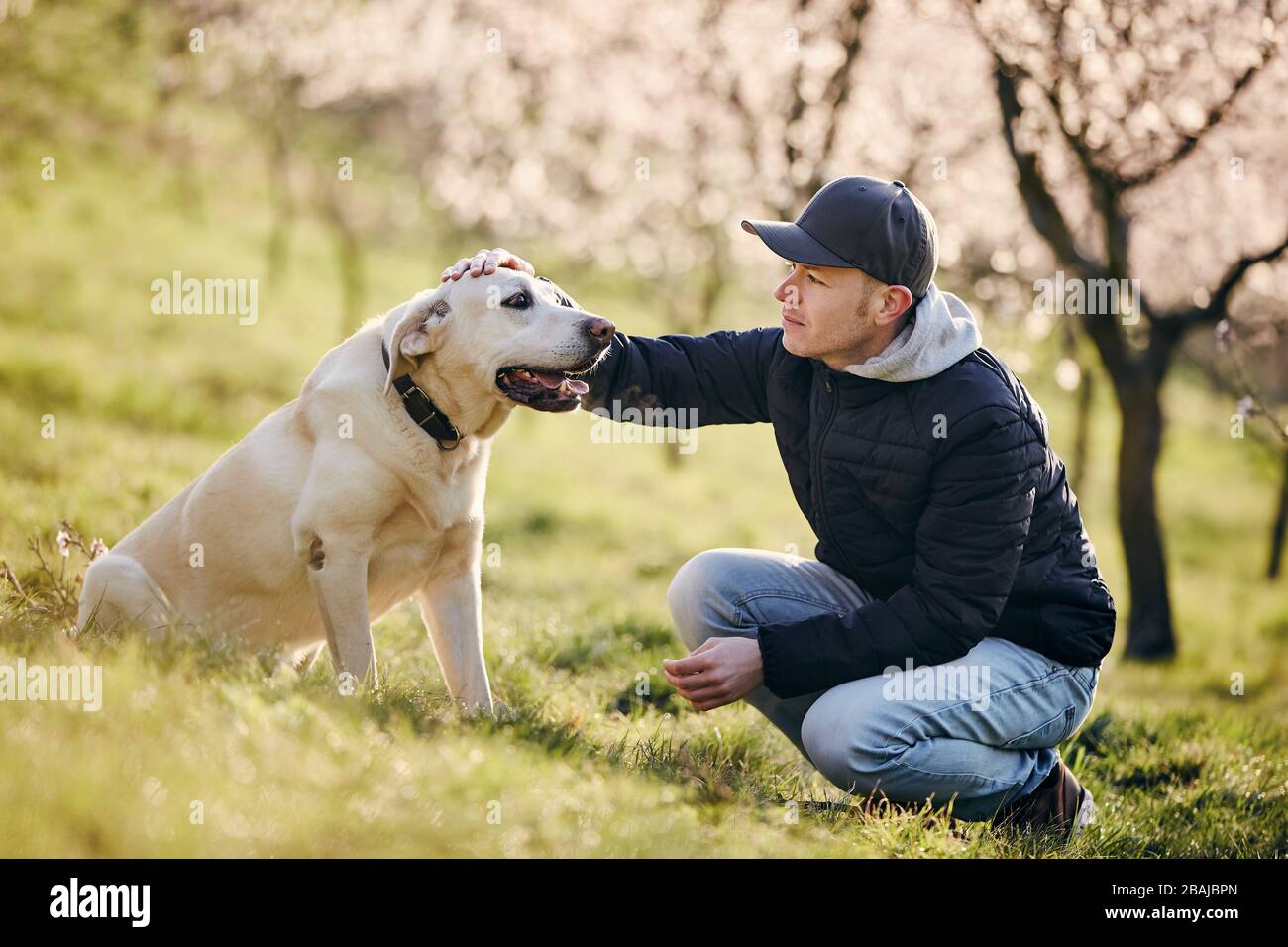 Mann mit Hund im Frühling Natur. Entspannung für Hausbesitzer mit Labrador Retriever auf der Wiese gegen blühende Bäume. Stockfoto