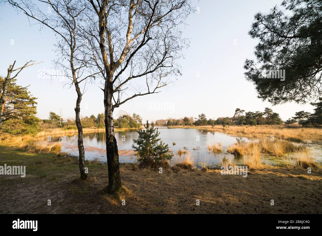 Blick auf einen Ofen mit Birken im Vordergrund im Naturschutzgebiet 'Strabrechtse Heide' in den Niederlanden im Frühjahr Stockfoto