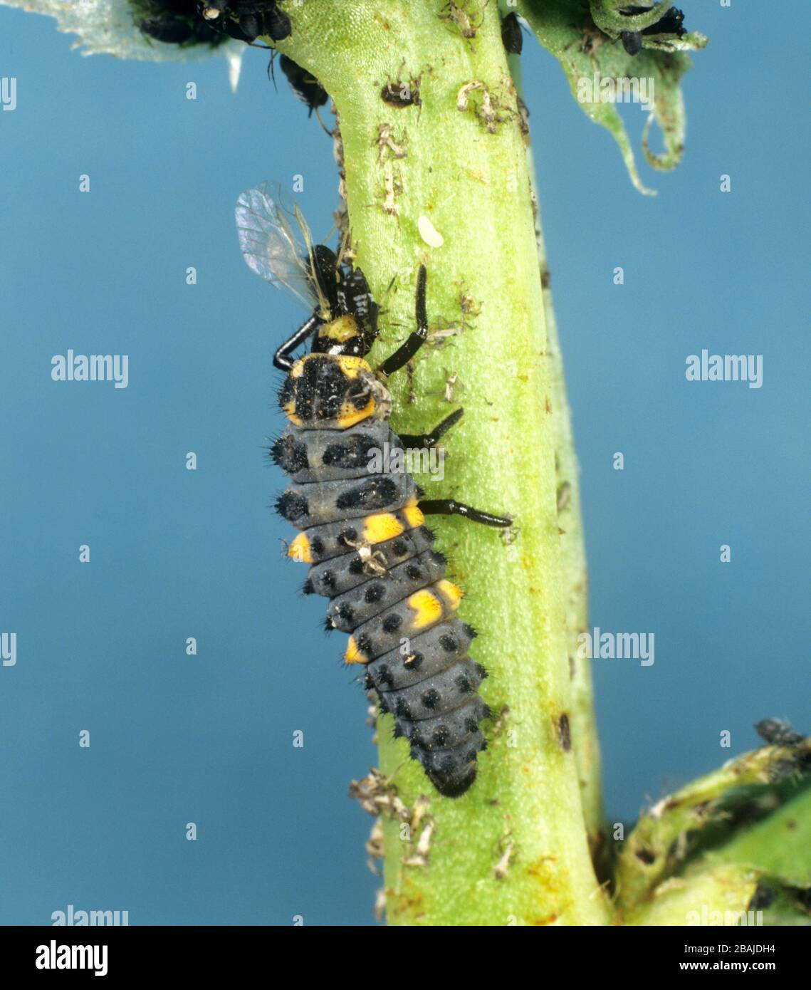 Larven von Seven Spot Ladybird (Coccinella septempunctata), die sich von Bohnenaphid (Aphis fabae) ernähren Stockfoto