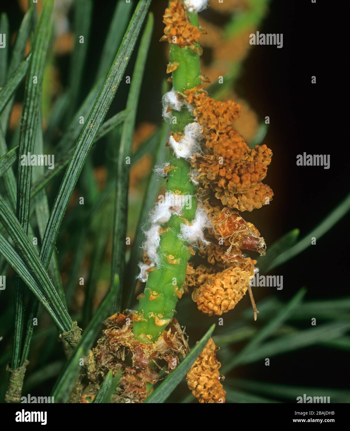 Kiefernschädlinge -Fotos und -Bildmaterial in hoher Auflösung – Alamy