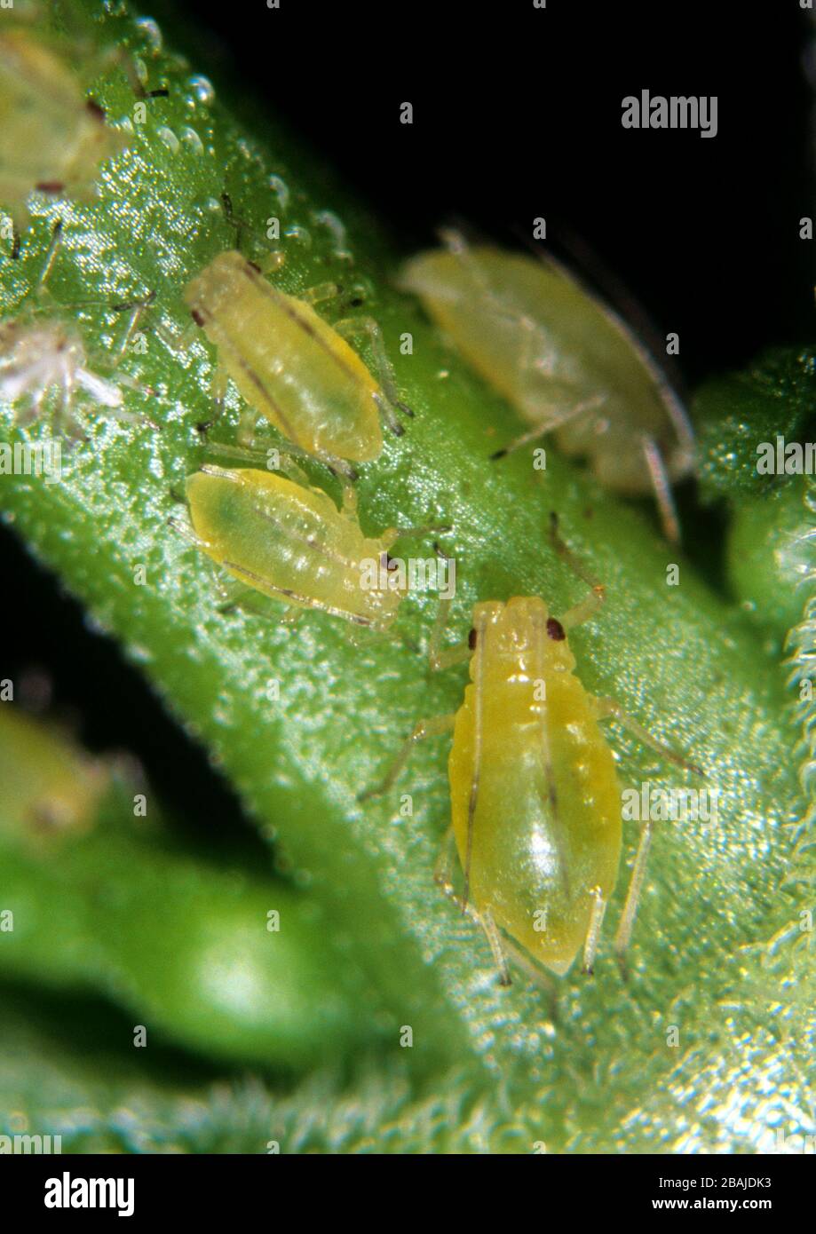 Minzaphiden (Ovatus crataegarius) Erwachsene & Jungtiere auf Minze (Mentha sp.) Blatt Stockfoto