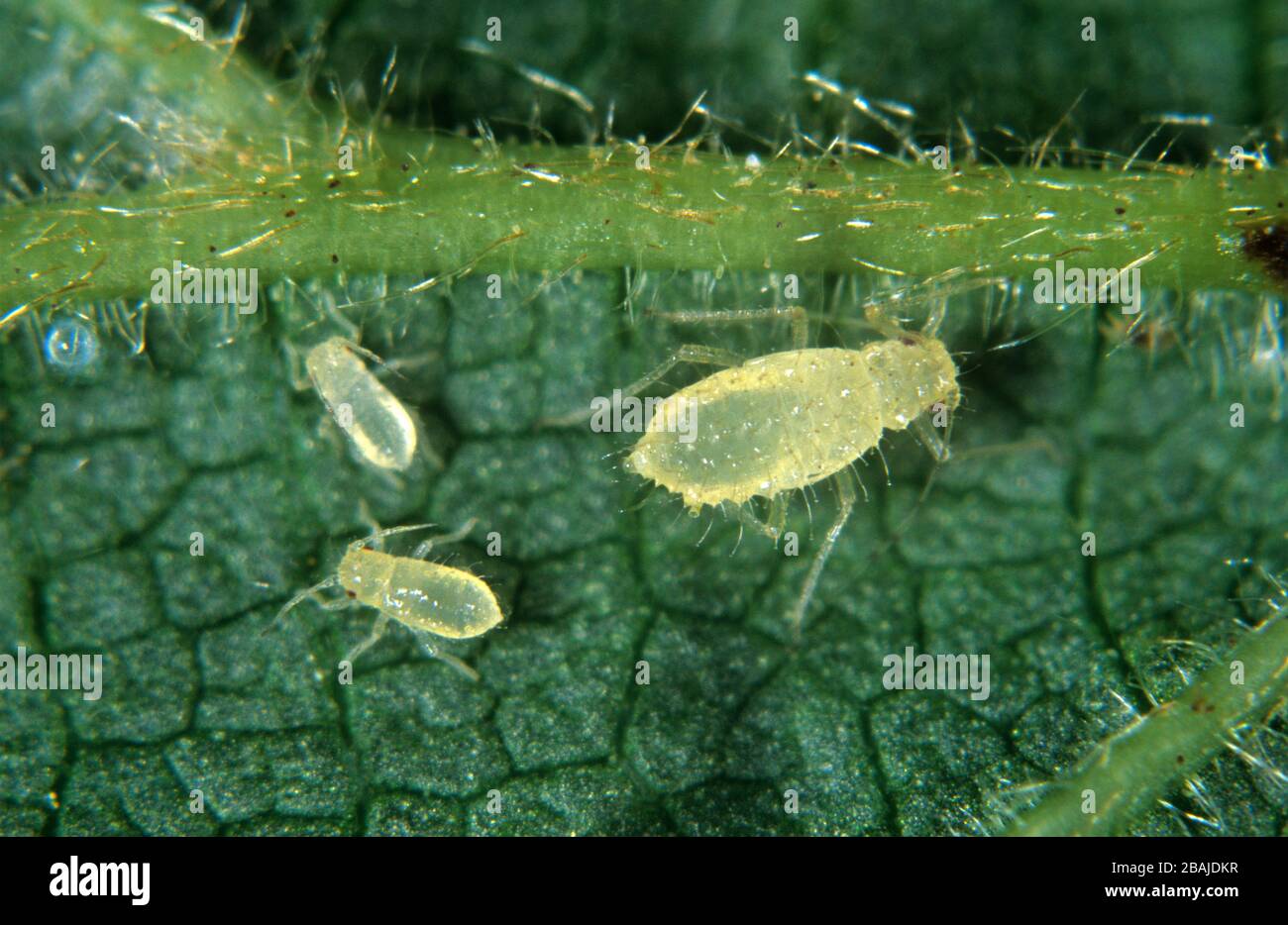 Haselaphid oder filbert aphid (Myzocallis coryli) adult und unreif auf Hasel (Corylus avellana)-Blatt Stockfoto