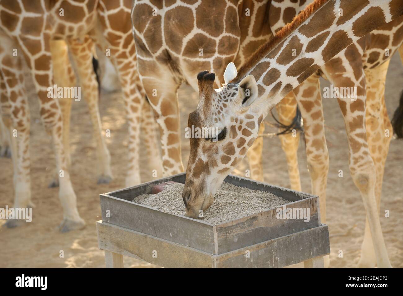 Giraffe für Erwachsene (Giraffa camelopardalis) an einer Futterstation auf Sir Bani Yas Island, Abu Dhabi, VAE, November Stockfoto