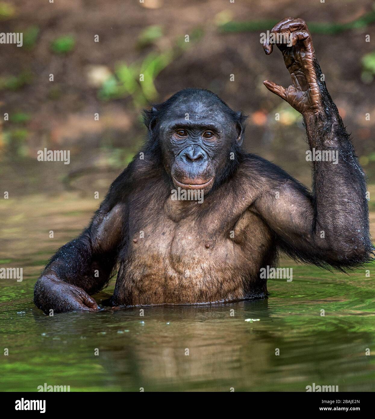 Bonobo im Wasser. Natürlicher Lebensraum. Der Bonobo ( Pan paniscus), genannt der Pygmäen-Schimpanse. Demokratische Republik Kongo. Afrika Stockfoto