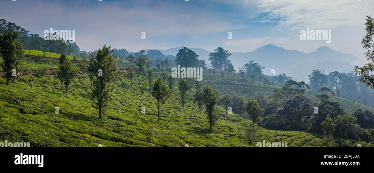Panoramablick auf Berge und Teeplantagen. Während eines sonnigen Frühlingsmorgens am Chithirapuram View Point, in der Nähe von Munnar, Kerala, Indien, eingenommen Stockfoto