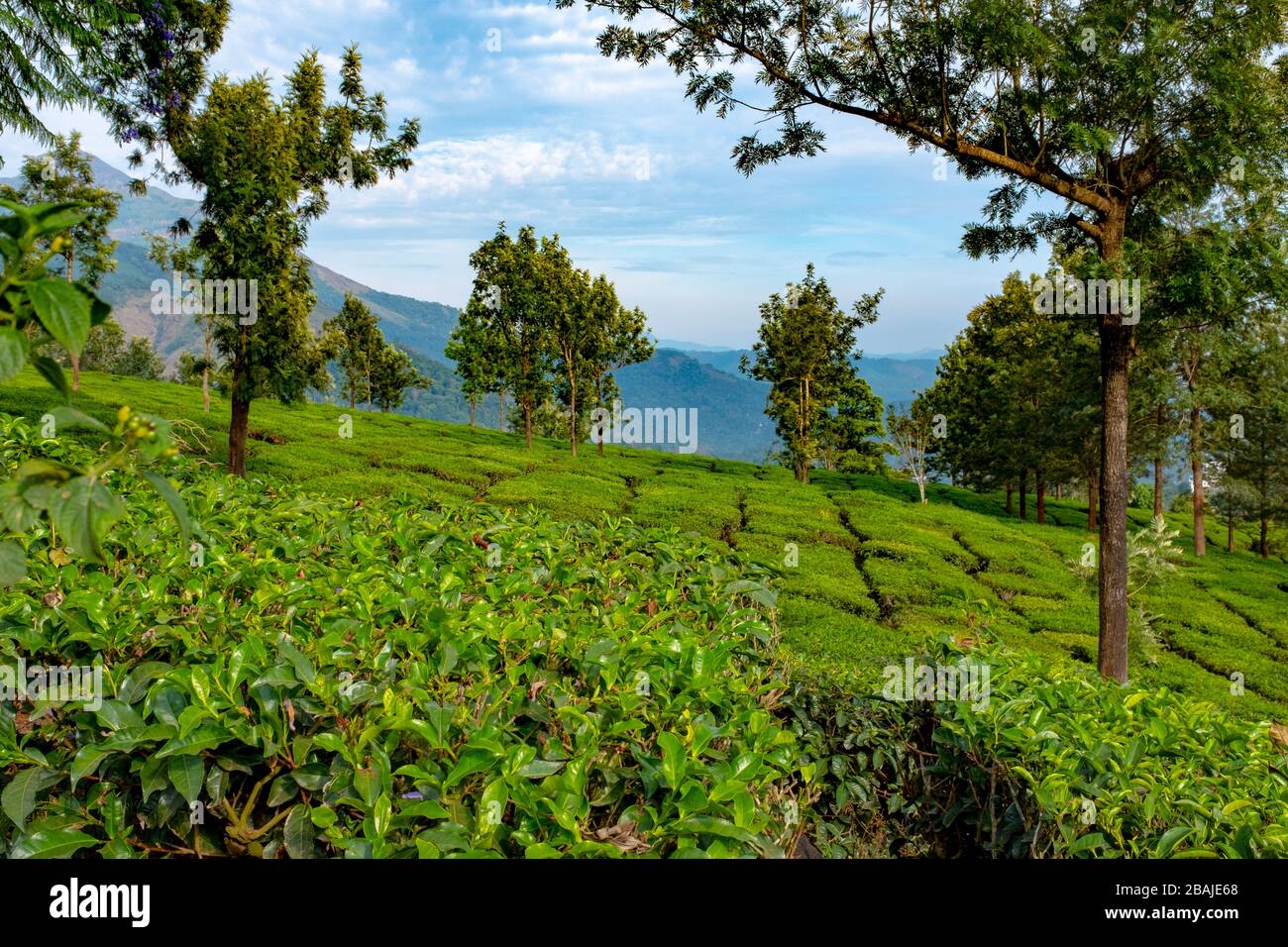 Blick auf Berge und Teeplantagen. Während eines sonnigen Frühlingsmorgens am Chithirapuram View Point, in der Nähe von Munnar, Kerala, Indien, eingenommen Stockfoto