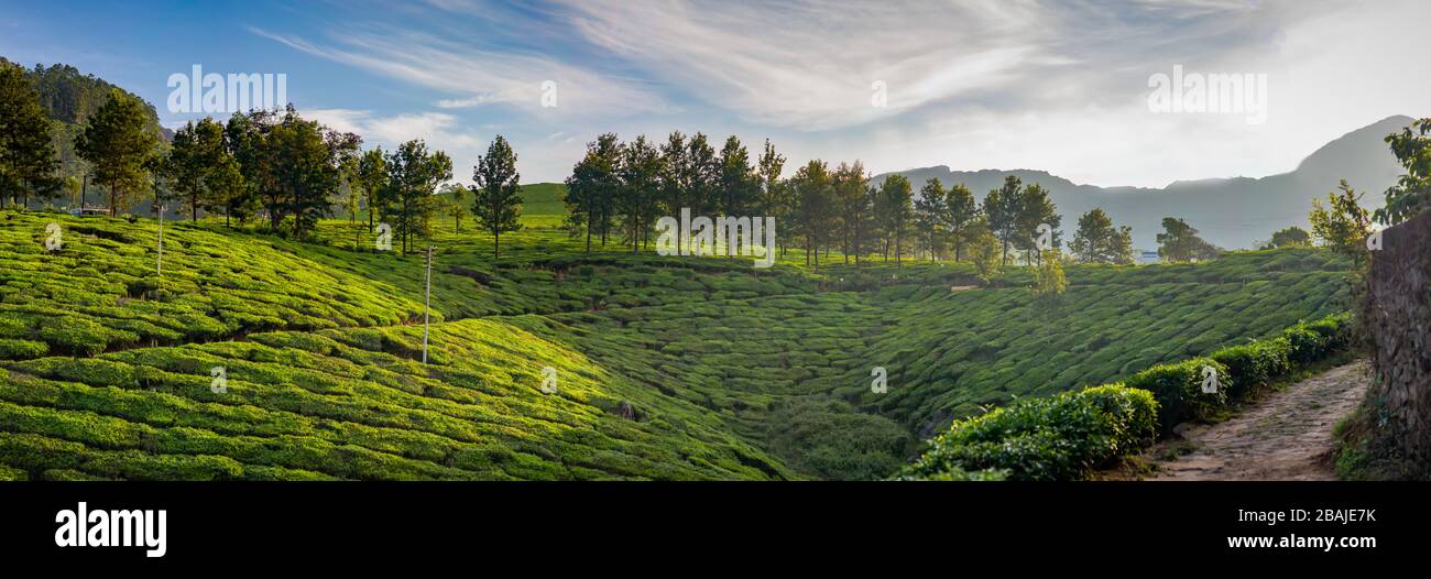 Panoramablick auf Berge und Teeplantagen. Während eines sonnigen Frühlingsmorgens am Chithirapuram View Point, in der Nähe von Munnar, Kerala, Indien, eingenommen Stockfoto