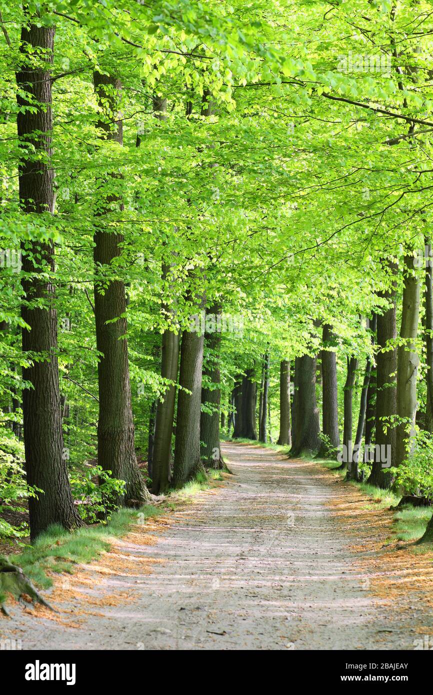 Wanderweg im Frühjahr, lüneburgische Heide, Norddeutschland. Stockfoto