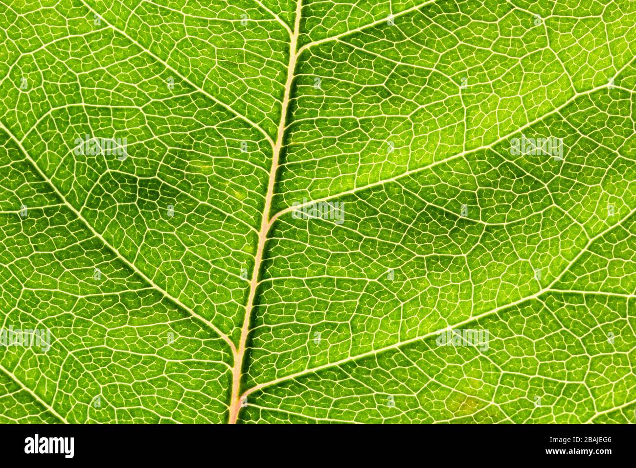 Nahaufnahme eines Blattes aus einem Laubbaum, in der Heide von Lübeck, Deutschland. Stockfoto