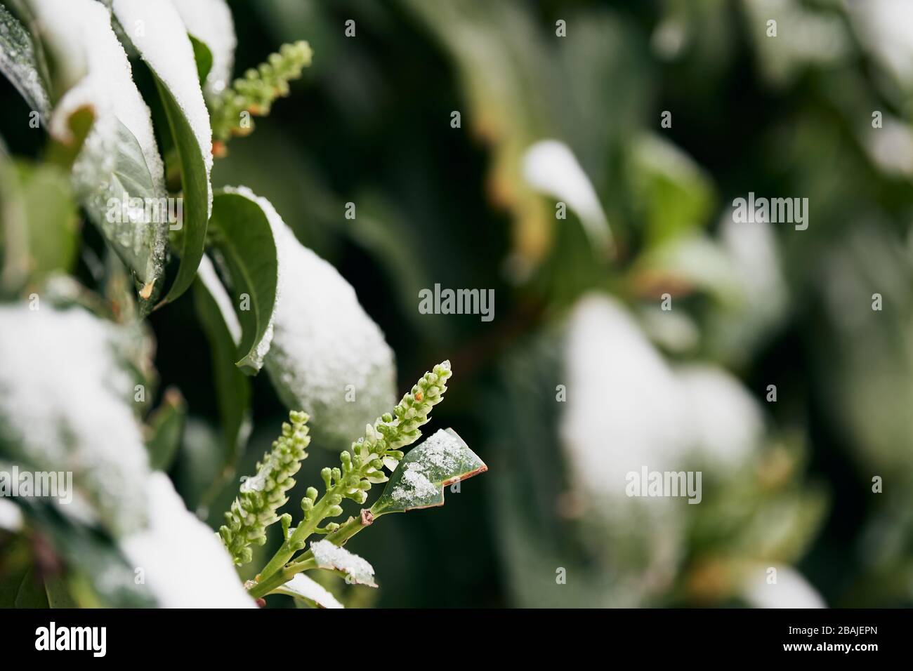 Die leuchtend grünen Blätter und Knospen eines Lorbeers (Laurus Nobilis) unter Schnee Stockfoto