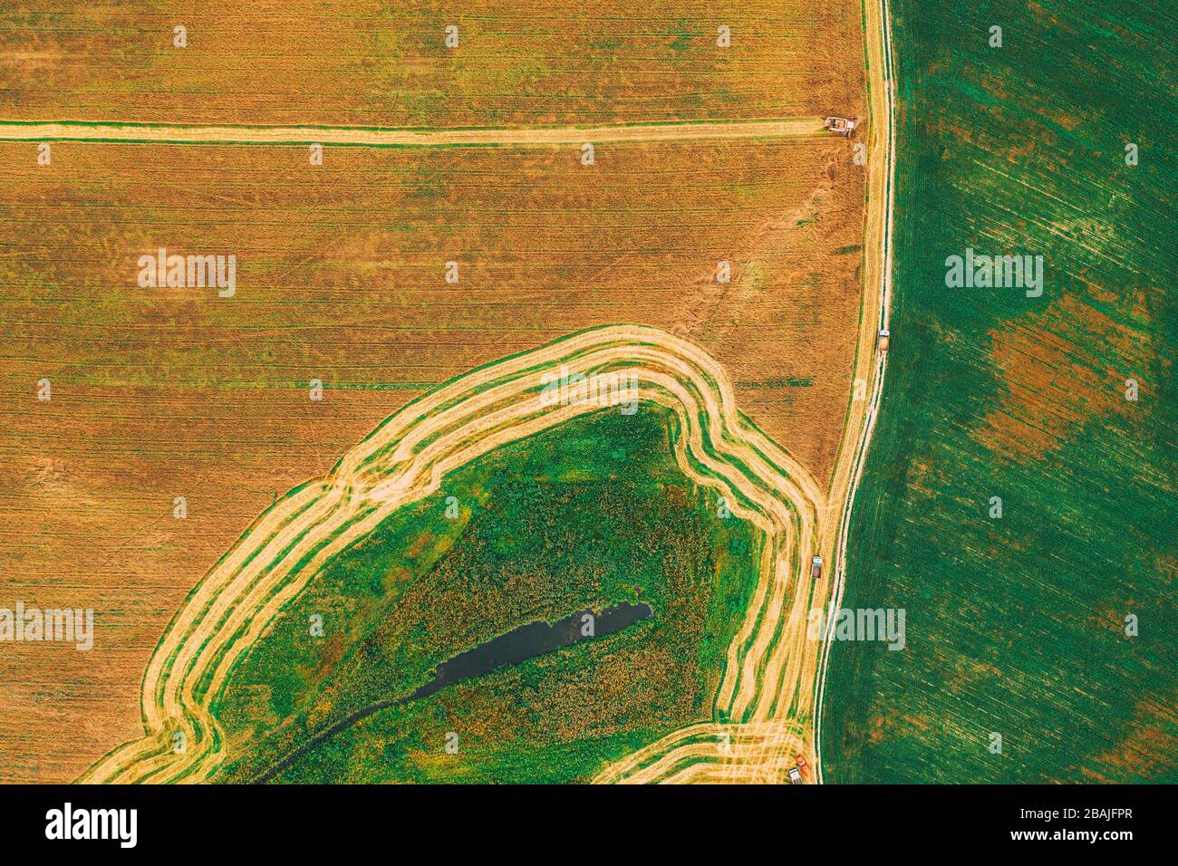 Luftaufnahme der ländlichen Landschaft. Mähdrescher arbeiten In Feld, sammelt Samen. Ernte von Weizen im Spätsommer. Landwirtschaftliche Maschine Collectin Stockfoto