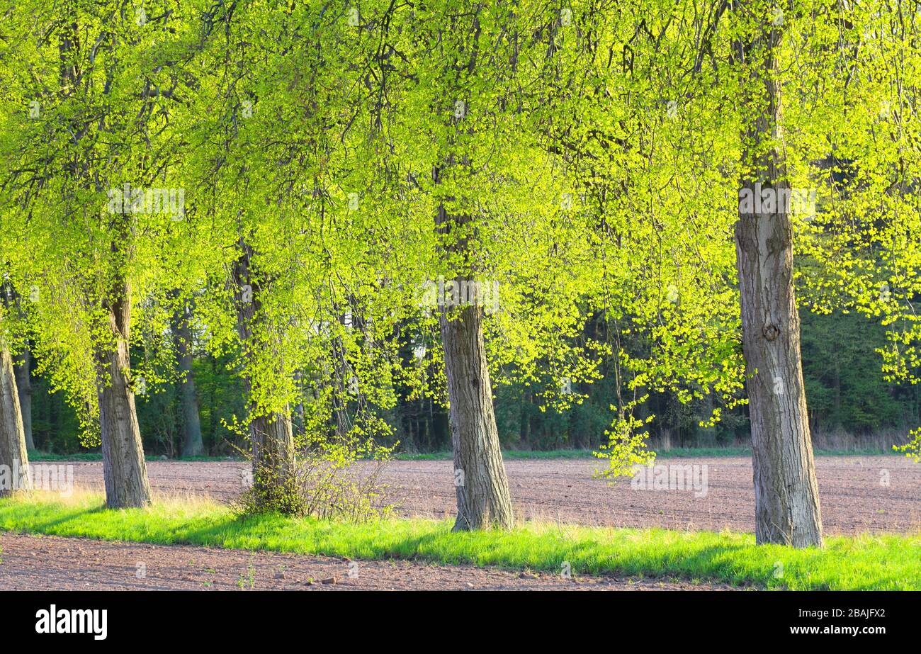 Wunderschöne lichtdurchflutete Baumreihe, lüneburgische Heide, Norddeutsche Gegenlichtaufnahme Stockfoto