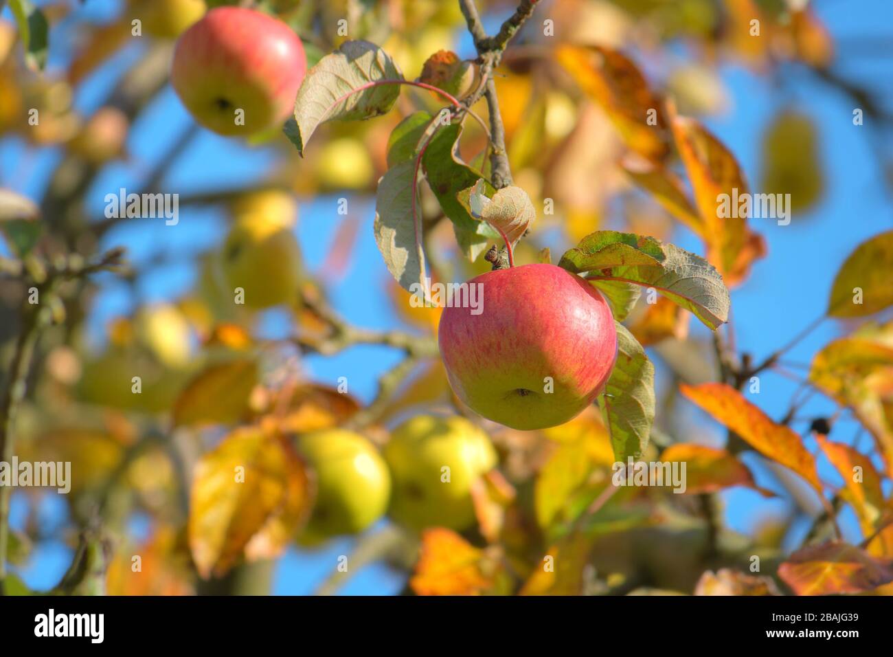 Schöner apfelbaum im Spätsommer, lüneburgische Heide, Norddeutschland Stockfoto