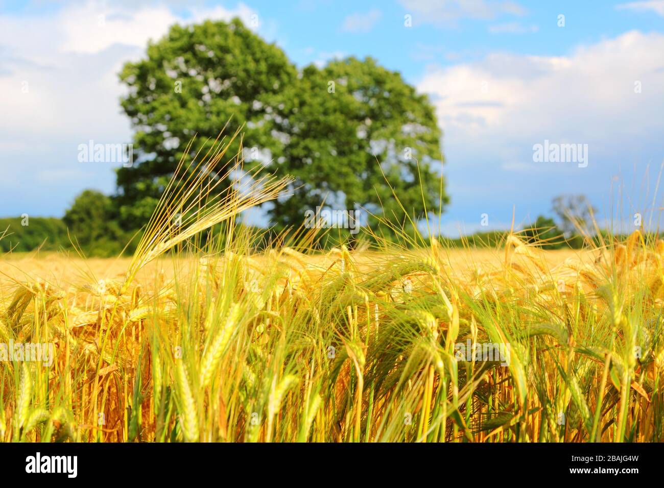 Wunderschönes Getreidefeld im Sommer, lüneburgische Heide, Norddeutschland Stockfoto