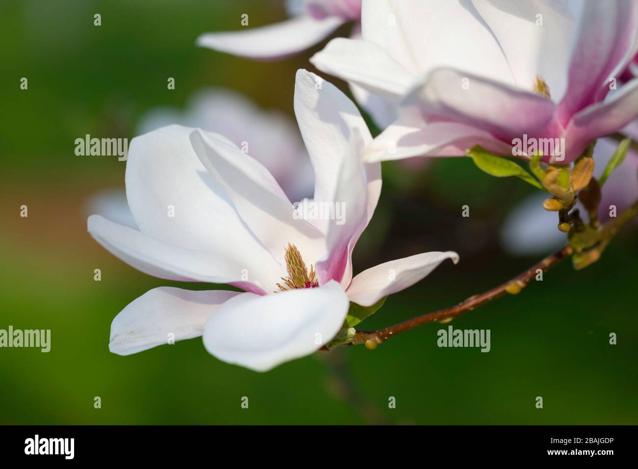Schöne Magnolie (Magnolie, Magnoliaceae), Lüneburgische Heide, Norddeutschland Stockfoto