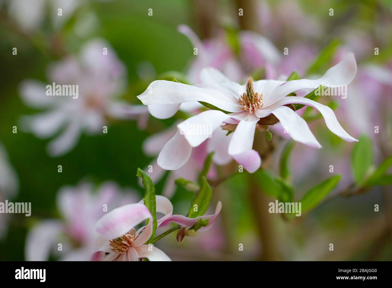 Schöne Stern-Magnolie (Magnolie, Magnolia stellata), lüneburgische Heide, Norddeutschland Stockfoto
