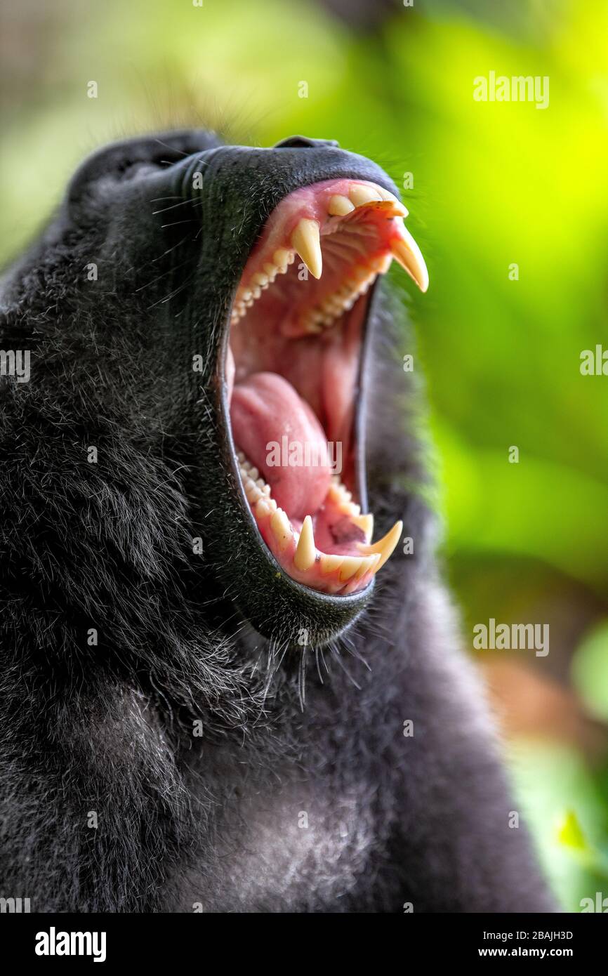 Makaque öffnete den Mund. Celebes cremed macaque, auch bekannt als der cremefarbte schwarze Makaque, Sulawesi Crested macaque oder der schwarze Affe. Wissenschaftlicher Name: Stockfoto