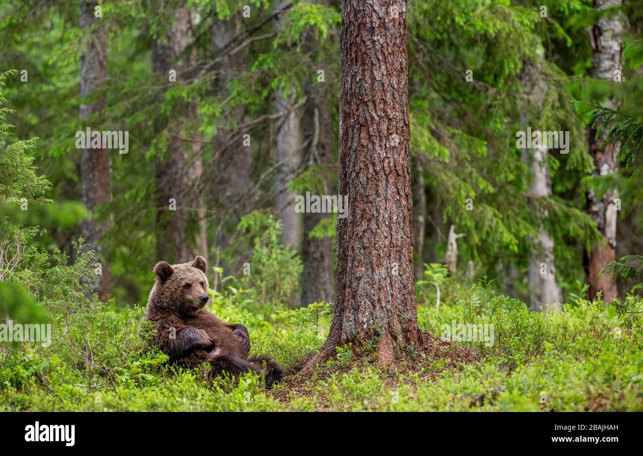 Cub of Brown Bear im Sommerwald sitzt unter Kiefern. Natürlicher Lebensraum. Wissenschaftlicher Name: Ursus arctos. Stockfoto