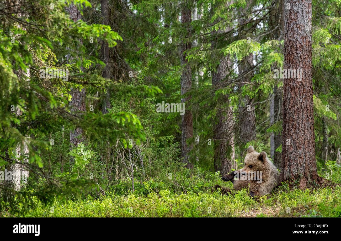 Cub of Brown Bear im Sommerwald sitzt unter Kiefern. Natürlicher Lebensraum. Wissenschaftlicher Name: Ursus arctos. Stockfoto