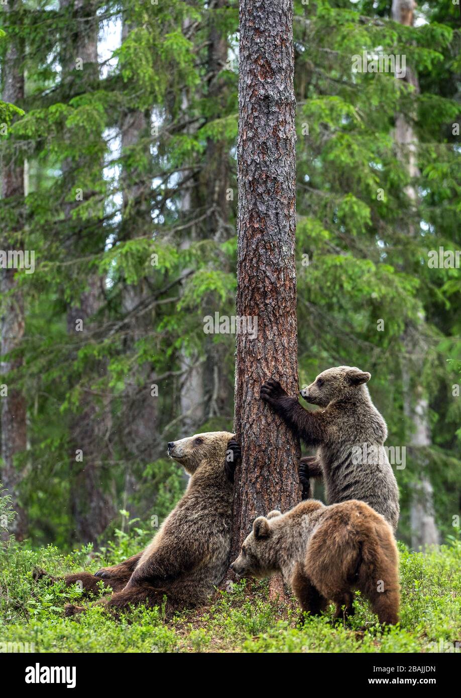 Sie trägt und trägt Kübel im sommerlichen Kiefernwald. Braunbärenkuppe klettert im Sommerwald auf Baum. Wissenschaftlicher Name: Ursus arctos. Natürlicher Lebensraum. Stockfoto