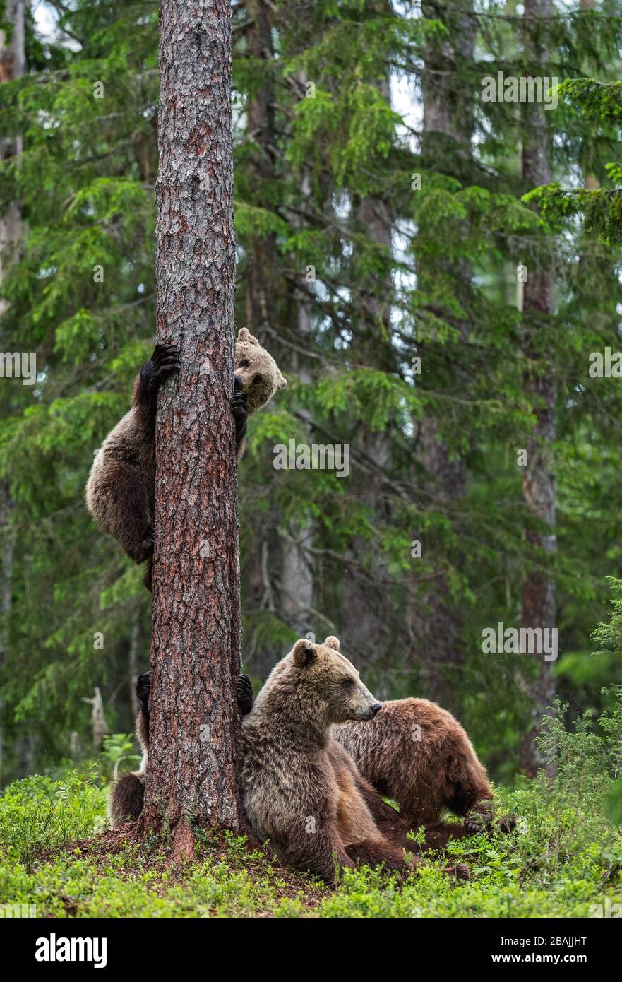 Sie trägt und trägt Kübel im sommerlichen Kiefernwald. Braunbärenkuppe klettert im Sommerwald auf Baum. Wissenschaftlicher Name: Ursus arctos. Natürlicher Lebensraum. Stockfoto
