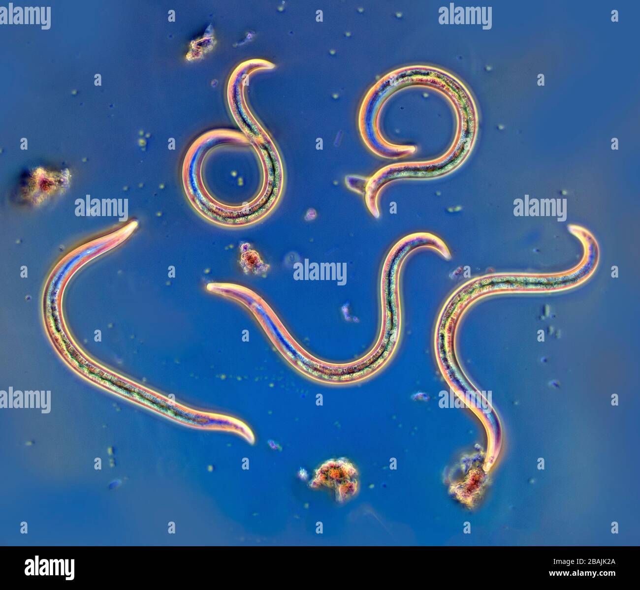 Nematodenwürmer in Pondwater Stockfoto