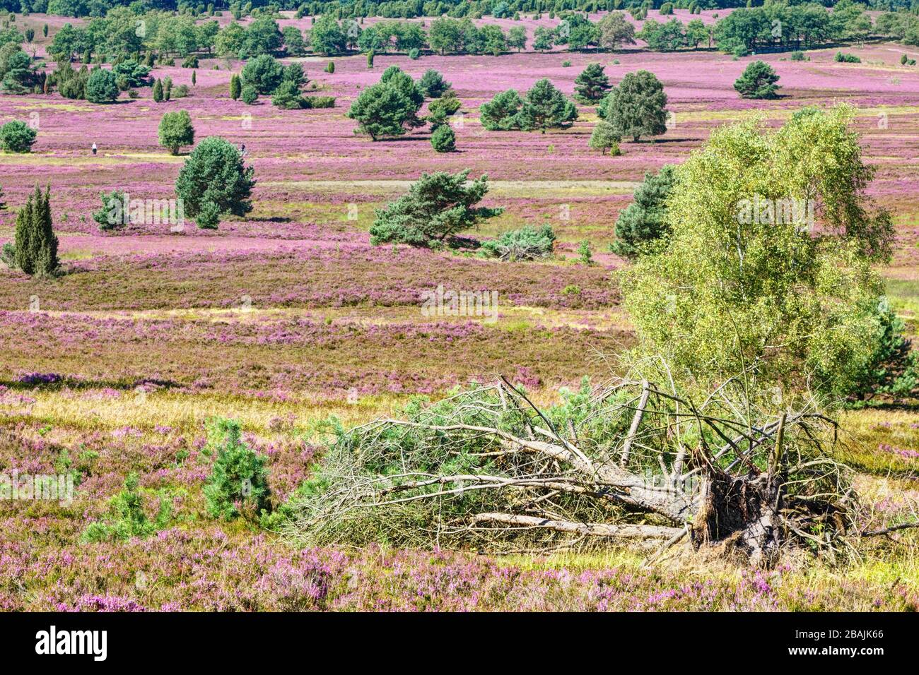 Naturpark (Naturreservat) lüneburgische Heide während der Heideblüte, Norddeutschland Stockfoto